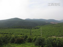 購買的精油價(jià)格差距怎么這么大
